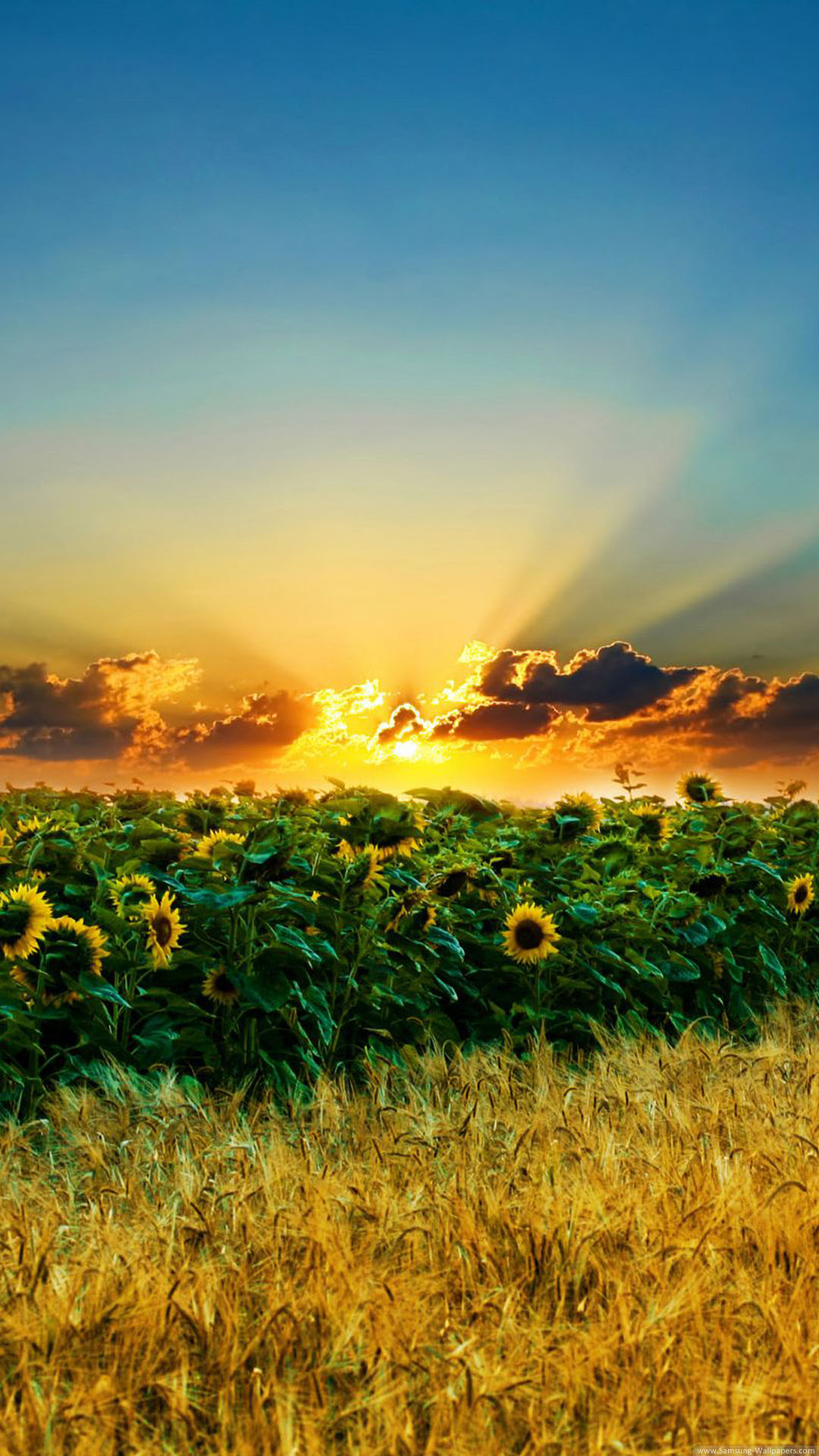 Sunflower and Sunrise