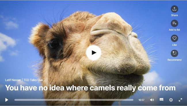  camels 