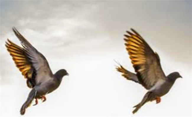how-to-use-fast-slow-shutter-speed-in-photography-bird-8