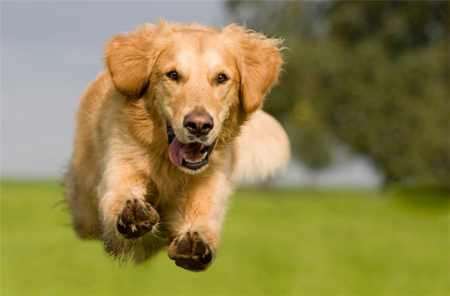7-best-fast-shutter-speed-photography-examples-a-running-dog-4