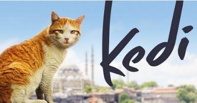 Youtubue-Original-show-kedi 